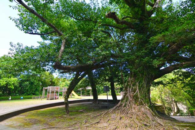 多賀山公園（東福寺城跡）の写真
